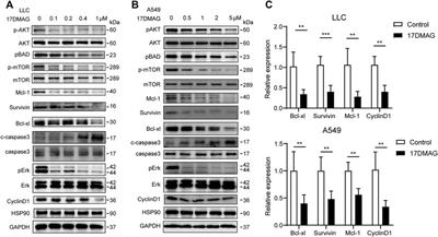 Targeting HSP90 Inhibits Proliferation and Induces Apoptosis Through AKT1/ERK Pathway in Lung Cancer